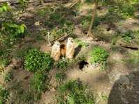 上海動物園，春遊好去處