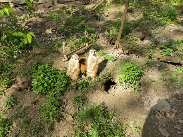 Shanghai Zoo, a great place for a spring outing