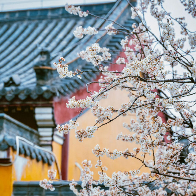 武漢櫻花季｜龍華寺的櫻花開了🌸