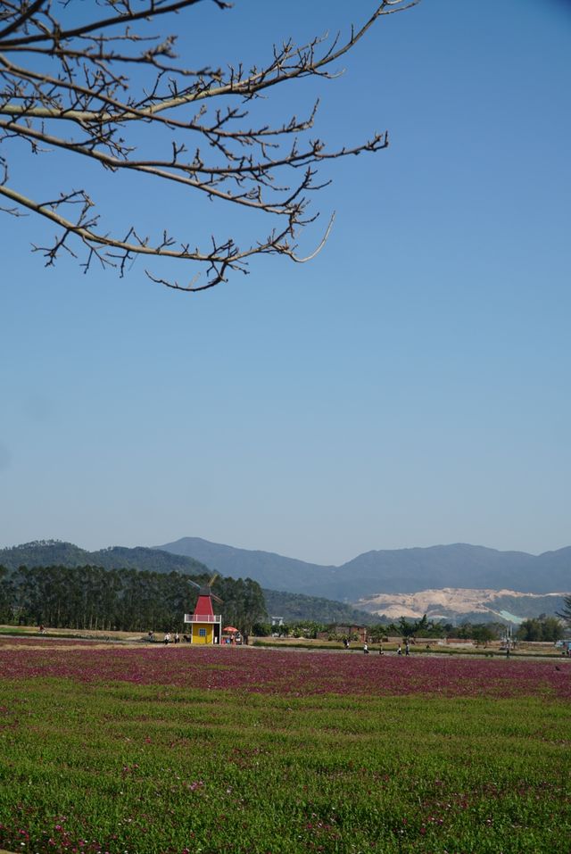 斗門上洲村｜這裡一眼就能看到春天的色彩