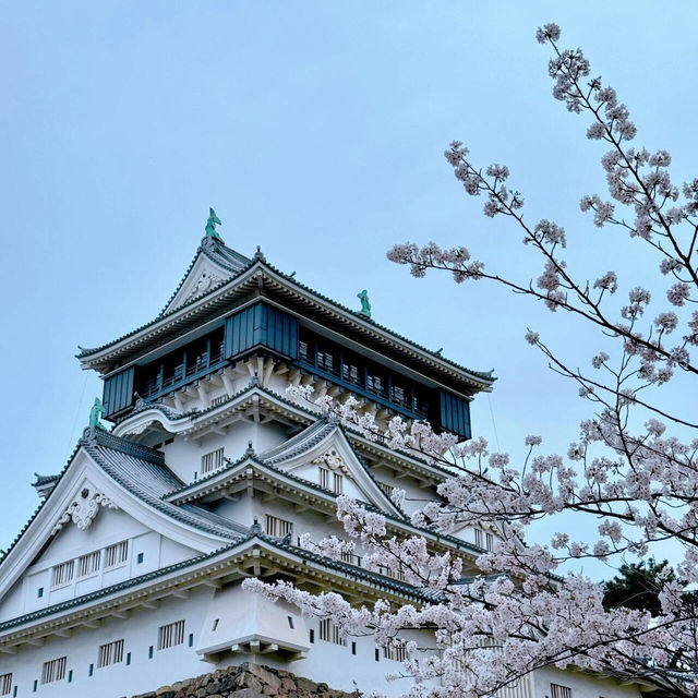🌸福岡限定！一日玩轉樱花季攻略