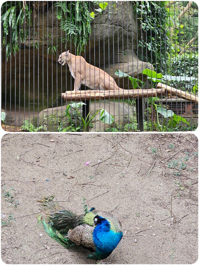 台北動物園超全遊玩攻略來啦！