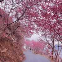 🌸藏在雲林古坑的春日浪漫密境！青山坪咖啡農場