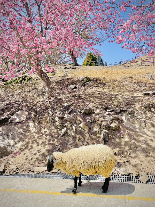 🌸粉色櫻花，這座農場的美景太讓人陶醉