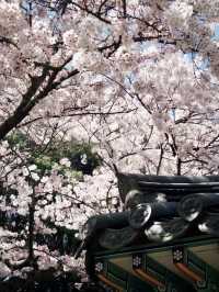 三姓櫻語，春色如詩