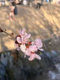 奧森桃花谷的桃花劫～
