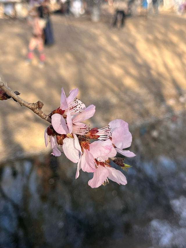 奧森桃花谷的桃花劫～