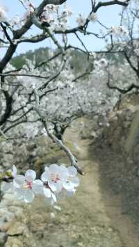 青島櫻花節賞花攻略：春日青島，粉白晚霞的童話世界。