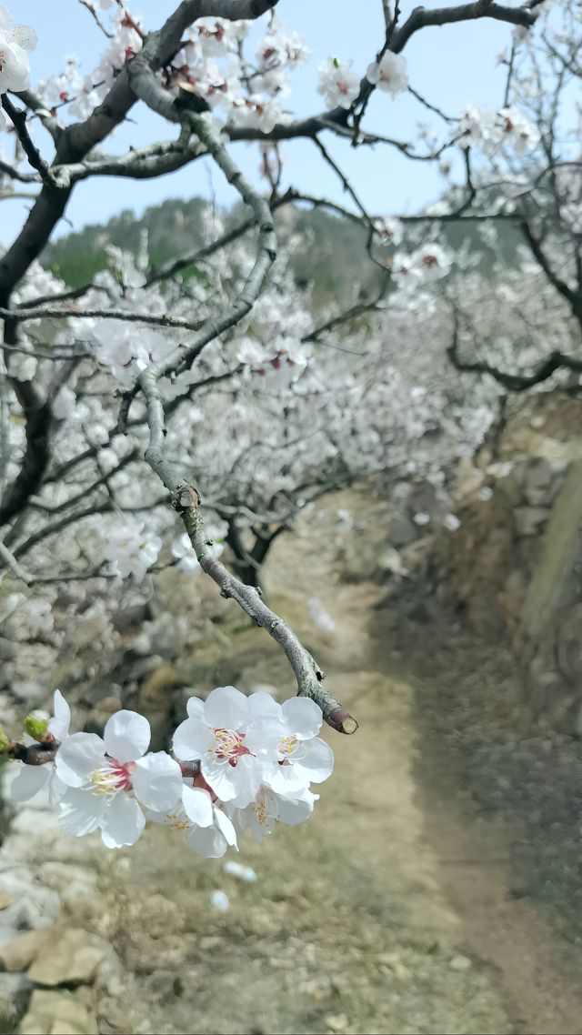 青島櫻花節賞花攻略：春日青島，粉白晚霞的童話世界。