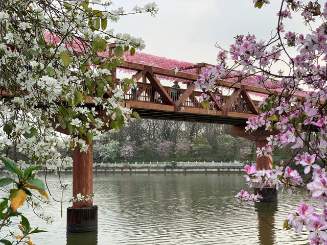 海珠濕地公園，超級治愈的自然氧吧✨