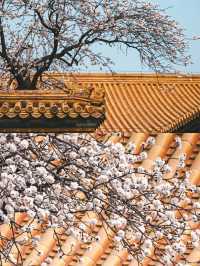 北京賞杏花‖打卡避坑攻略