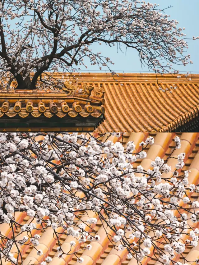 Beijing Apricot Blossom Viewing: Tips and Tricks for a Perfect Trip