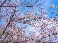大阪城公園嘅櫻花，美到詞窮💕