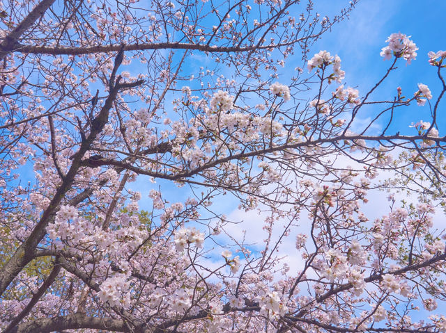 大阪城公園嘅櫻花，美到詞窮💕