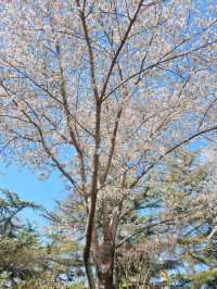 最美櫻花季｜唔使去東京，喺北京玉淵潭都有得睇