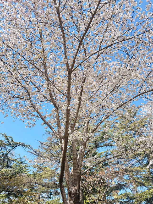 最美櫻花季｜唔使去東京，喺北京玉淵潭都有得睇