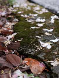 白江湖森嶺公園：嶺南的自然瑰寶