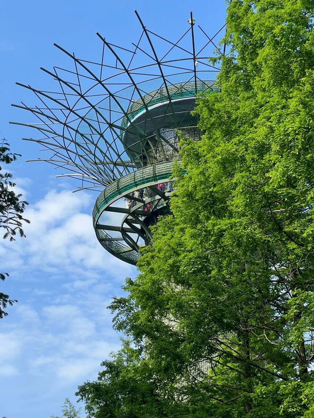90%人都唔知嘅「森林烏托邦」！黃海森林公園嘅奇幻之旅