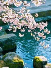奈良櫻花四日遊：古都賞櫻全攻略