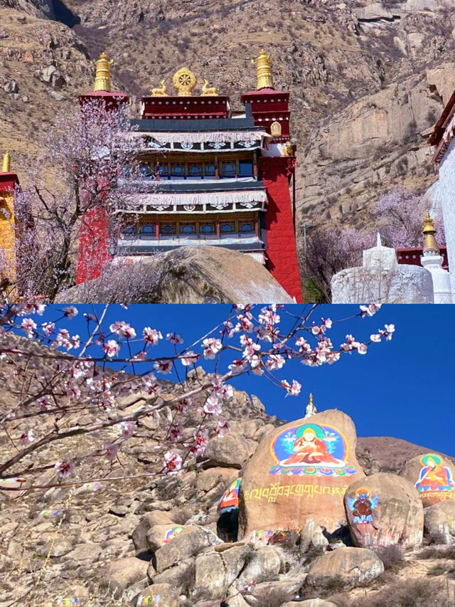春季賞桃花圖鑑：拉薩行