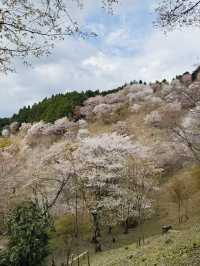 Yoshino-Kumano National Park 🏞️🌸🇯🇵