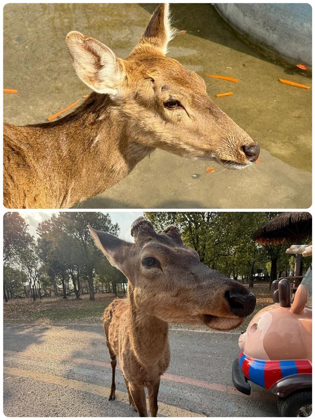 與長頸鹿共進早餐！南通森林動物園暴走秘笈