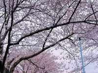 🌸在大阪城西之丸庭院附近，邂逅櫻花與火車的夢幻同框