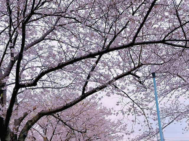 🌸在大阪城西之丸庭院附近，邂逅櫻花與火車的夢幻同框