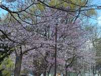 🌸邂逅札幌中島公園的櫻花驚喜