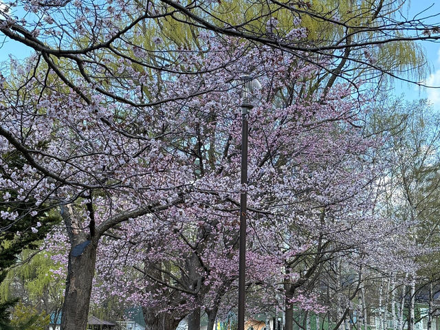🌸邂逅札幌中島公園的櫻花驚喜