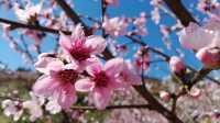 東江湖畔桃花漫，春季出遊指南