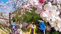 東江湖畔桃花漫，春季出遊指南