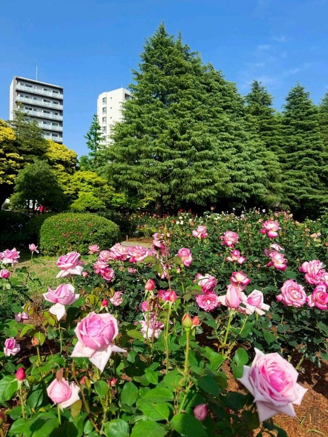 東京舊古河庭園交通全攻略：尋訪靜謐玫瑰園的悠閒路徑 
