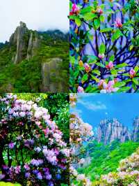 三清山6月杜鵑尾期攻略！抓住花海最後驚艷