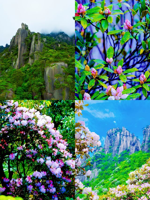 三清山6月杜鵑尾期攻略！抓住花海最後驚艷