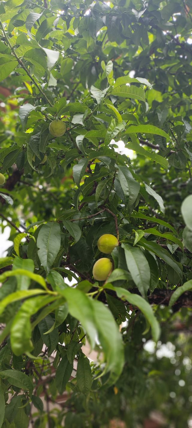 將納西族的浪漫，全融入一磚一瓦、一花一木中。
