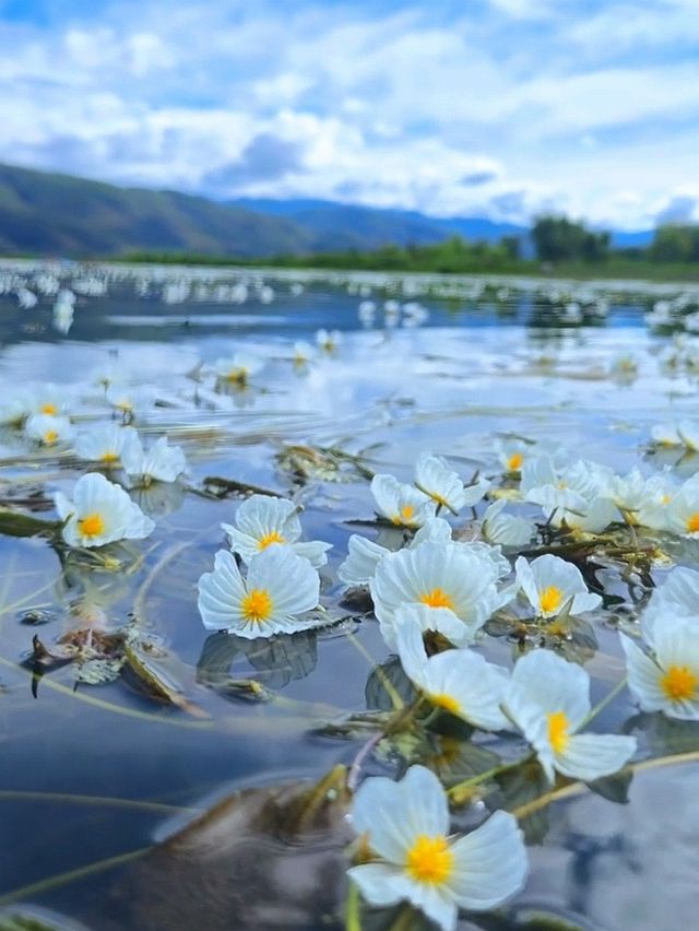 瀘沽湖實況｜本地人私藏嘅莫奈花園