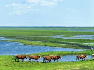 Jilin Province's Lesser-Known 4A Scenic Spot Recommendation — Momoge Scenic Area, Baicheng, Jilin Province