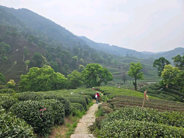 必去！杭州龍井山的N種神仙體驗