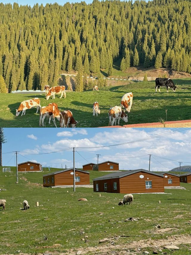 一篇搞掂江布拉克自駕、住宿、美食指南