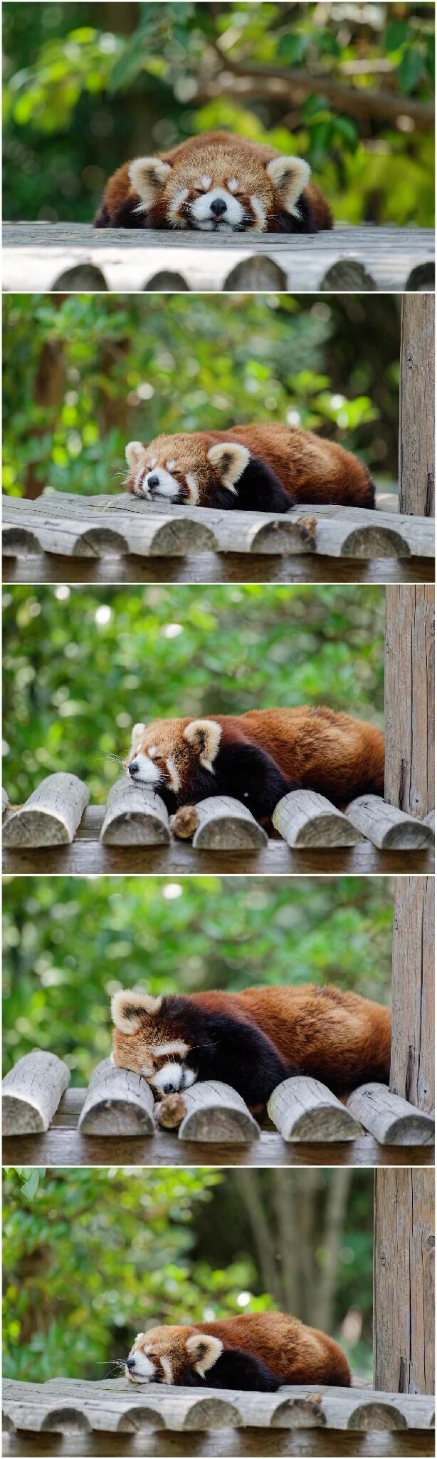 茱萸灣記