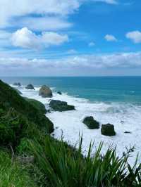 Roaring Bay遊覽攻略：探秘黃眼企鵝的隱秘棲息地
