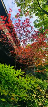 冬日台兒莊的溫柔歲月|古城2天1夜慢遊記 從北京坐上高鐵只需4小時,就能穿越到這座運河畔的千年