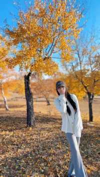 國慶節中秋節雙節來塞罕壩烏蘭布統