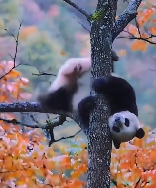 Giant Pandas of the Qinling Mountains