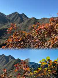 錯過等一年京郊紅葉棧道這裡已經達觀賞“巔峰”