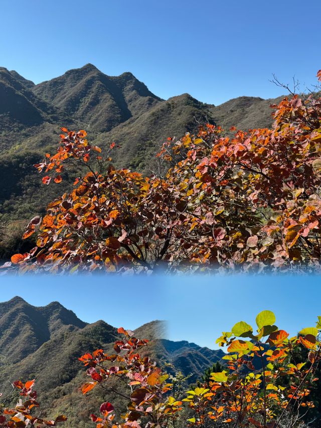 錯過等一年京郊紅葉棧道這裡已經達觀賞“巔峰”