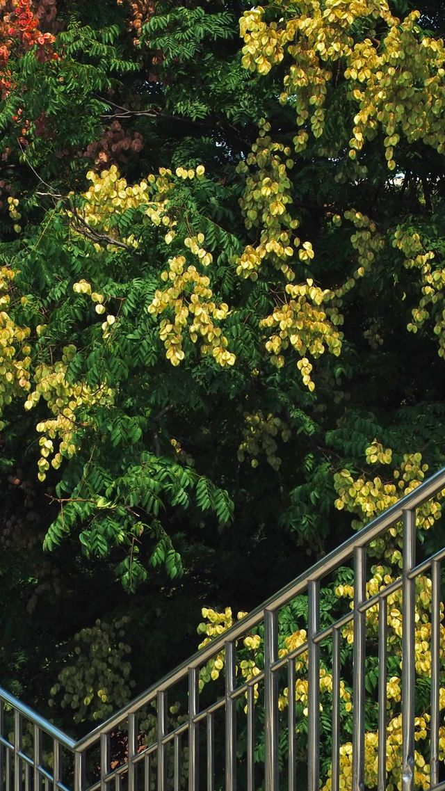 月湖公園秋色頂流