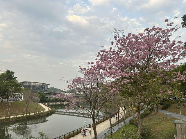 📚 清華大學深圳國際研究生院 × 大學城｜城市裡最詩意的校園風景
