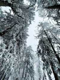 重慶下雪了！衝！仙女山2日遊保姆級攻略！